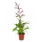 Tillandsia Mix aus 3 verschiedenen Sorten