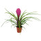 Tillandsia Mix aus 3 verschiedenen Sorten