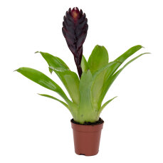 Vriesea Mix aus 3 verschiedenen Sorten