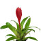 Vriesea Mix aus 3 verschiedenen Sorten