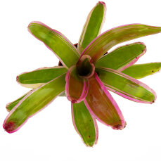 Neoregelia Mix aus 3 verschiedenen Sorten