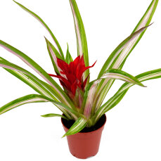 2 Stück Guzmania spec. verschiedene Farben