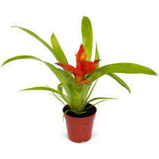 2 Stück Guzmania spec. verschiedene Farben