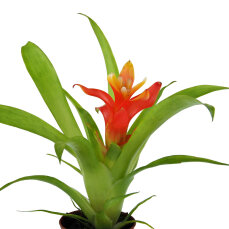 2 Stück Guzmania spec. verschiedene Farben