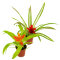 2 Stück Guzmania spec. verschiedene Farben
