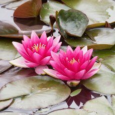 Seerose Nymphaea Fabiola für kleine Teiche und...