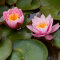 Seerose Nymphaea Fabiola für kleine Teiche und Pflanzbecken