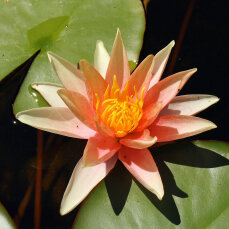 Seerose Nymphaea Sioux orangefarben auch für kleine...