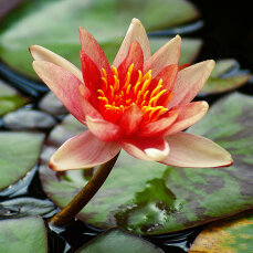 Seerose Nymphaea Sioux orangefarben auch für kleine...