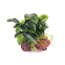 Anubias auf Lavastein , Decorpflanze für...