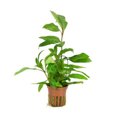 Hygrophila corymbosa Stricta Tropica