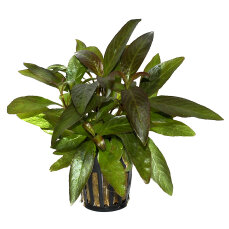 Hygrophila corymbosa Stricta Tropica
