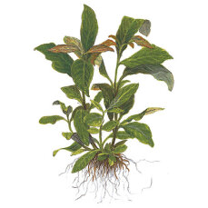 Hygrophila corymbosa Stricta Tropica
