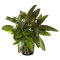 Hygrophila corymbosa Stricta Tropica