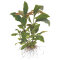 Hygrophila corymbosa Stricta Tropica