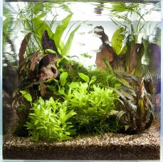 Aquarienlayout 43 von Tropica für ein 30 Liter...