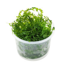 Bolbitis heudelotii - Kongofarn, Kongowasserfarn InVitro...