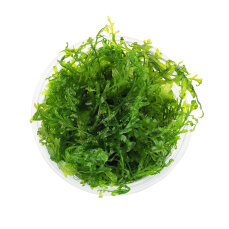 Bolbitis heudelotii - Kongofarn, Kongowasserfarn InVitro...