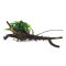 Bucephalandra auf Wurzel aufgebunden 13 - 22 cm - special No.10