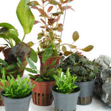 Aquarienpflanzen Set für hartes Wasser - 10 Pflanzen & 2 Seiryu Ryuoh Steine