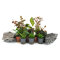Aquarienpflanzen Set für hartes Wasser - 10 Pflanzen & 2 Seiryu Ryuoh Steine