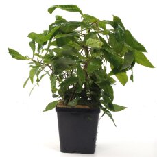 Hygrophila corymbosa Stricta Tropica Mutterpflanze