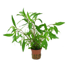 Hygrophila corymbosa Siamensis - Schmalblättriger...
