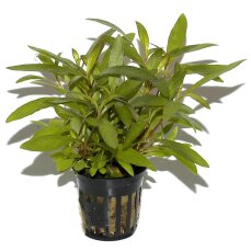 Hygrophila corymbosa Siamensis - Schmalblättriger Riesenwasserfreund