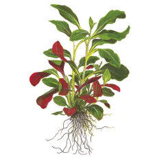 Lobelia cardinalis Topf, Perfekt für Holland Aquarien