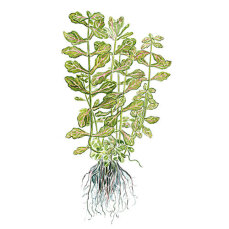 Shinnersia rivularis Weiss-Grün 053E Topf