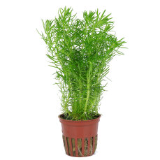 Aquarienpflanze Pogostemon deccanensis Tropica