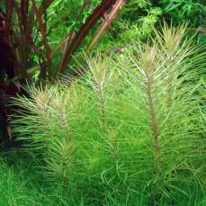 Aquarienpflanze Pogostemon deccanensis Tropica