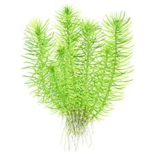Aquarienpflanze Pogostemon deccanensis Tropica