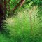 Aquarienpflanze Pogostemon deccanensis Tropica