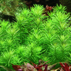 Pogostemon deccanensis Meristempflanze algen- und...
