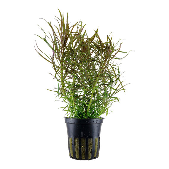 Pogostemon stellata Eusteralis stellata 053G Topf