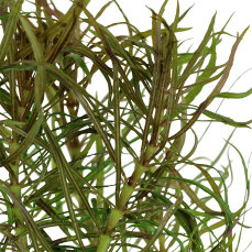 Pogostemon stellata Eusteralis stellata 053G Topf
