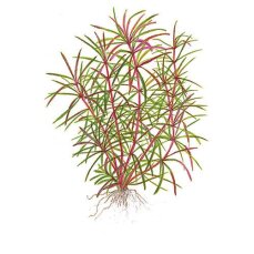 Pogostemon stellata Eusteralis stellata 053G Topf