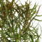 Pogostemon stellata Eusteralis stellata 053G Topf