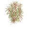 Pogostemon stellata Eusteralis stellata 053G Topf