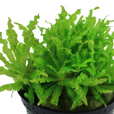 Pogostemon helferi 053H von Tropica