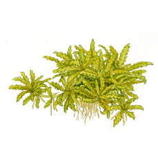 Pogostemon helferi 053H von Tropica