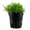 Pogostemon helferi 053H von Tropica