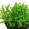 Pogostemon helferi 053H von Tropica