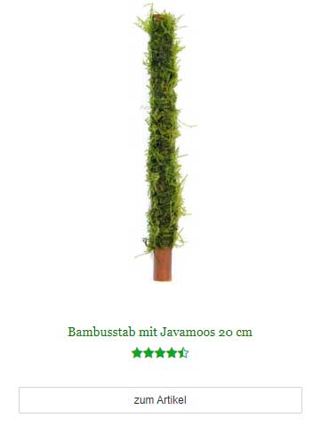 Bambusstab mit Javamoos