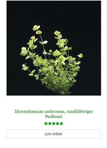 Miranthemum umbrosum Perlkarut