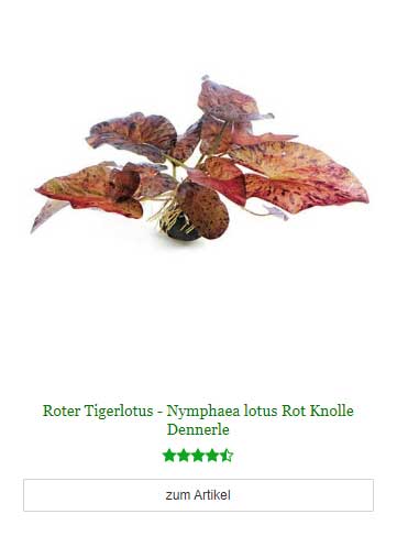  Roter Tigerlotus